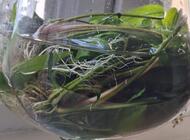 Grajewo ogłoszenia: Sprzedam roślinki z akwarium idealne dla początkujących, cena... - zdjęcie