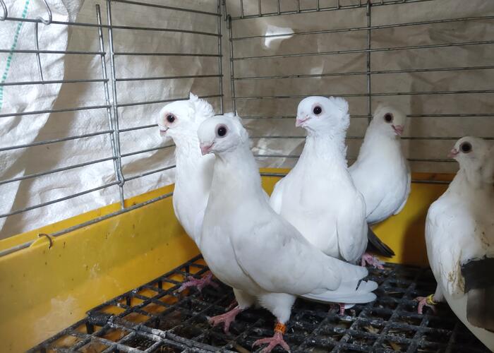 Grajewo ogłoszenia: Sprzedam gołębie widoczne na zdjęciach. Para starych i trzy...